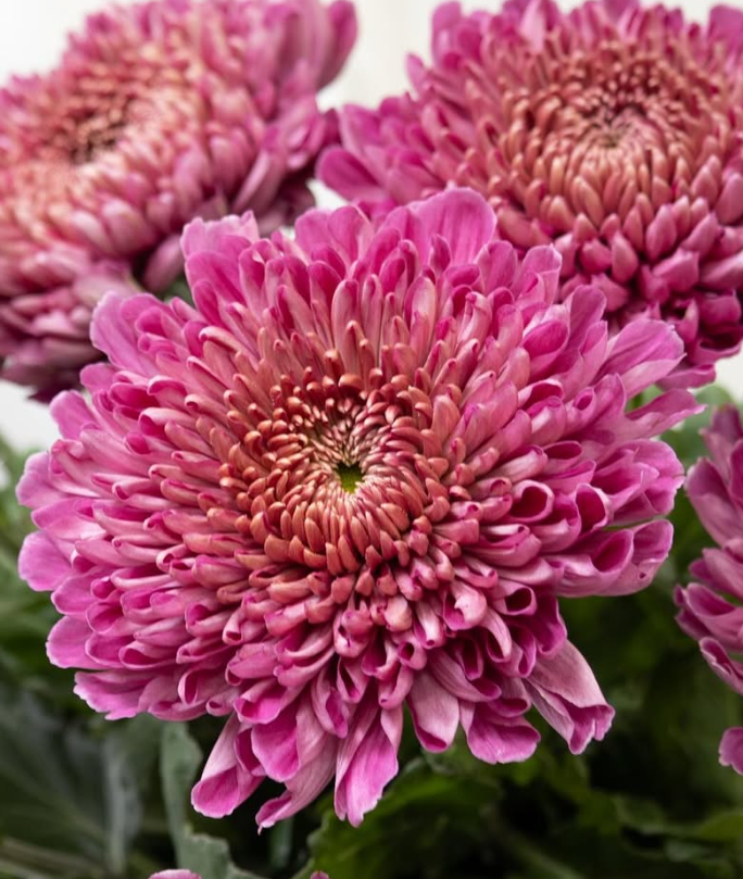 Chrysanthemum morifolium ’Pianissimo’ 100 Seeds