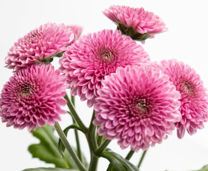 Chrysanthemum morifolium ’Drop shot red’ 100 Seeds