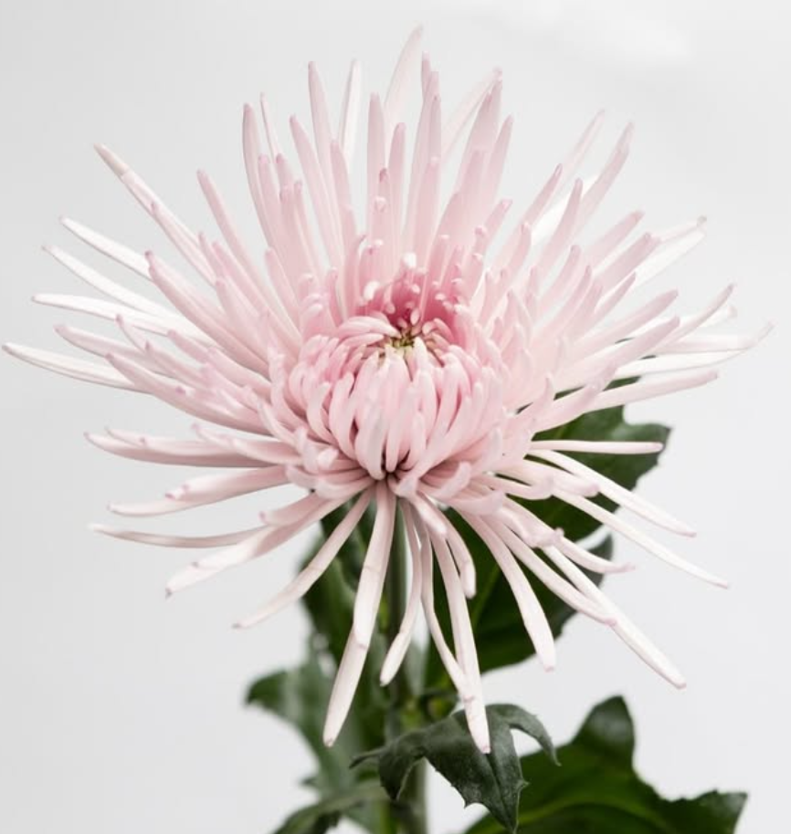 Chrysanthemum morifolium ’Capriole’ 100 Seeds