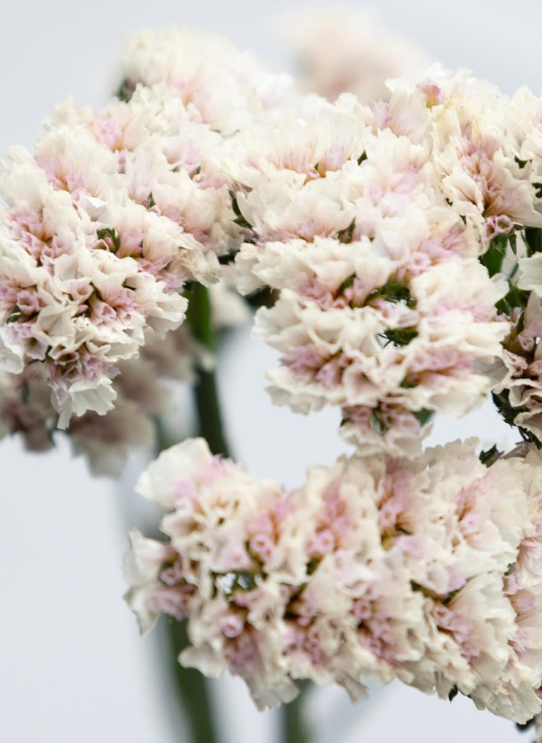 Limonium sinuatum ’Marble white’ 100 Seeds