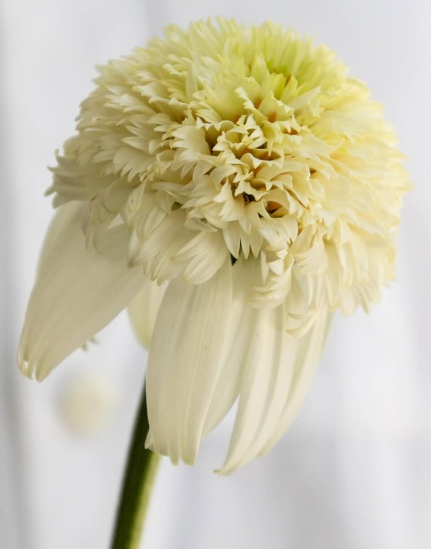 Echinacea purpurea ’White ball view’ 30 Seeds