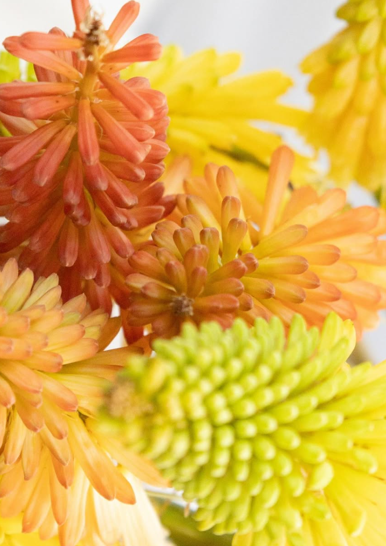 Kniphofia ’Flamenco’ 30 Seeds