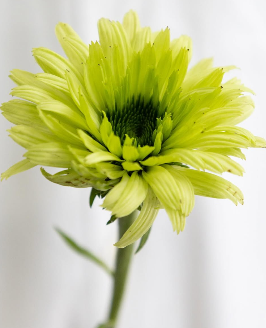 Echinacea purpurea ’Green jewel’ 30 Seeds