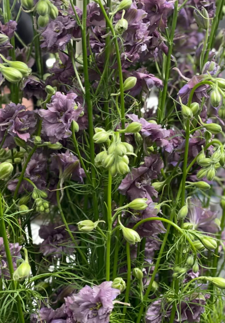 Delphinium 'Earl Grey' 80 Seeds