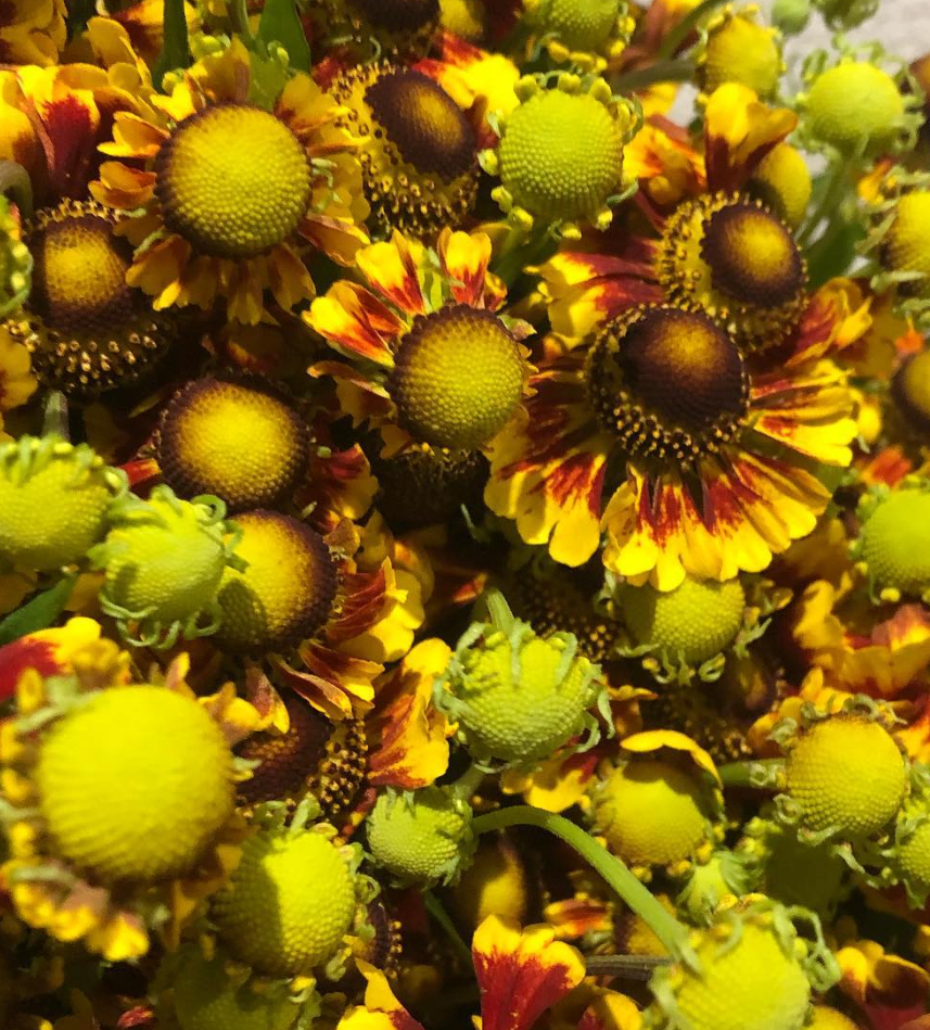 Helenium Red Tomizawa 50 Seeds
