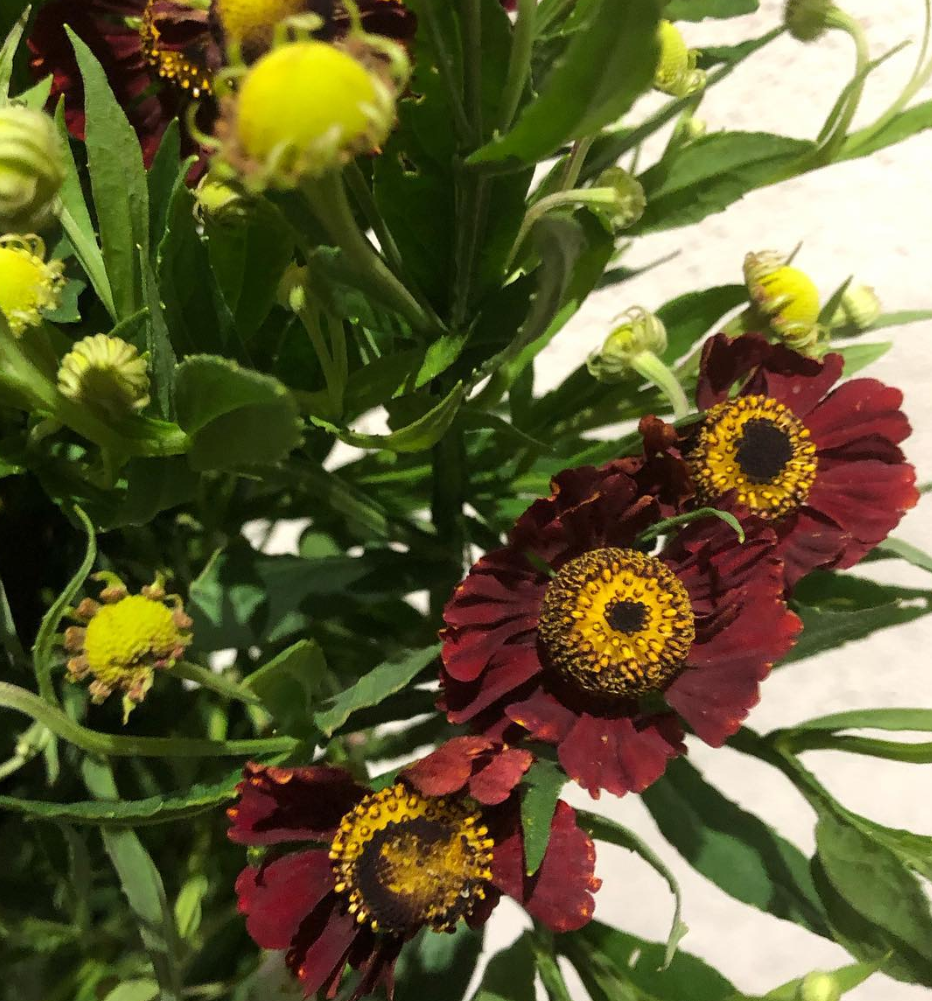 Helenium Autumnale Red 50 Seeds