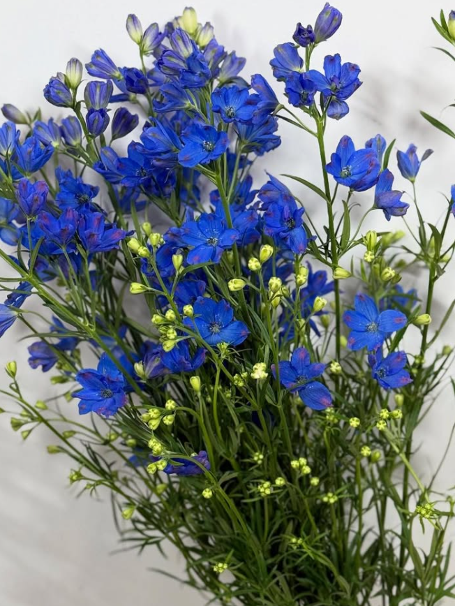 Delphinium 'Super Grand Blue' 80 Seeds