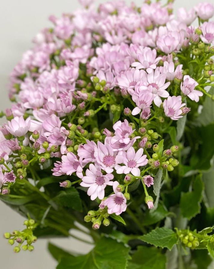 Pericallis Party Pink 50 Seeds
