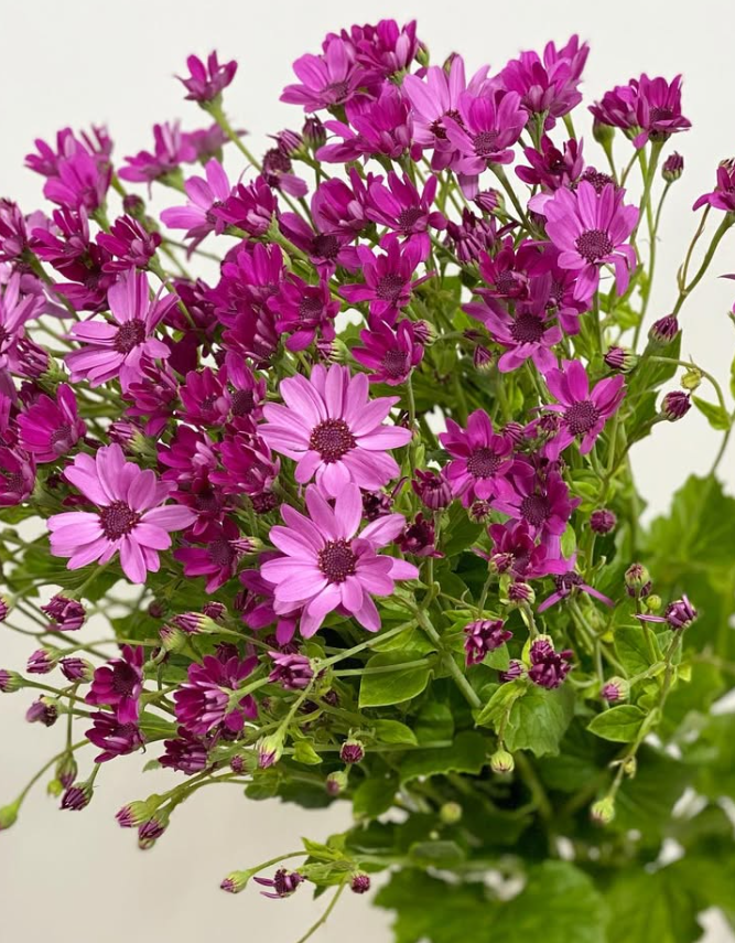 Pericallis Red Purple 50 Seeds
