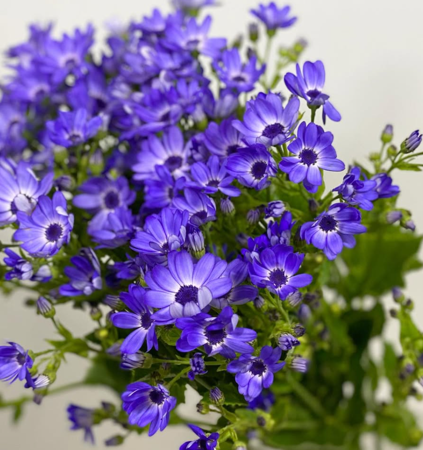 Pericallis Tia Sky 50 Seeds