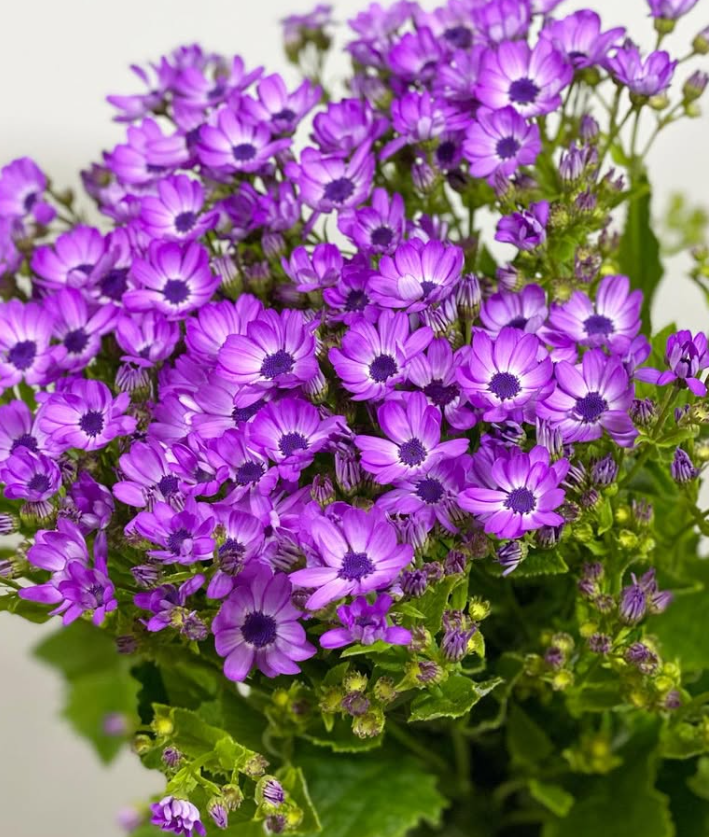 Pericallis Lilac 50 Seeds