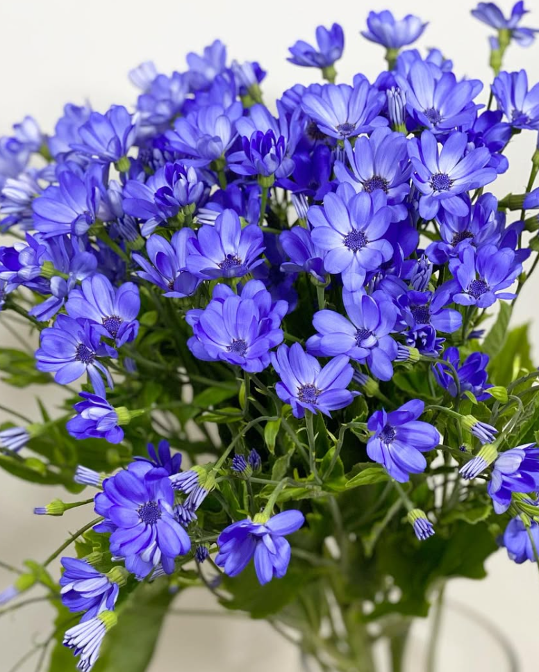 Pericallis Tia Blue Ocean 50 Seeds