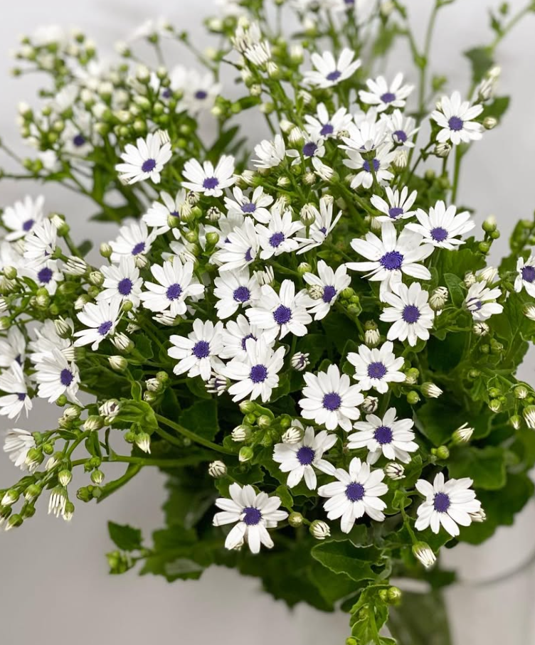 Pericallis Snow Blue Eye 50 Seeds