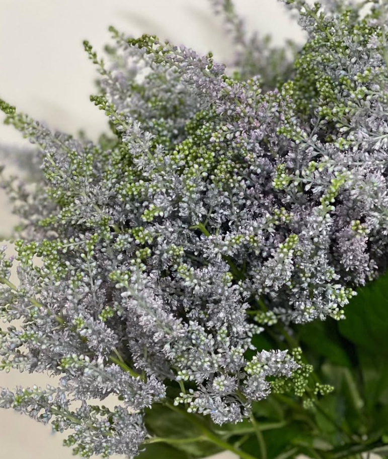 Astilbe 'Gray' 50 Seeds