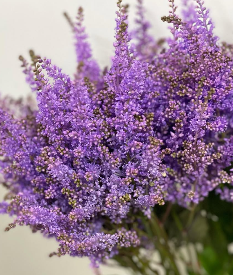 Astilbe 'Lavender' 50 Seeds
