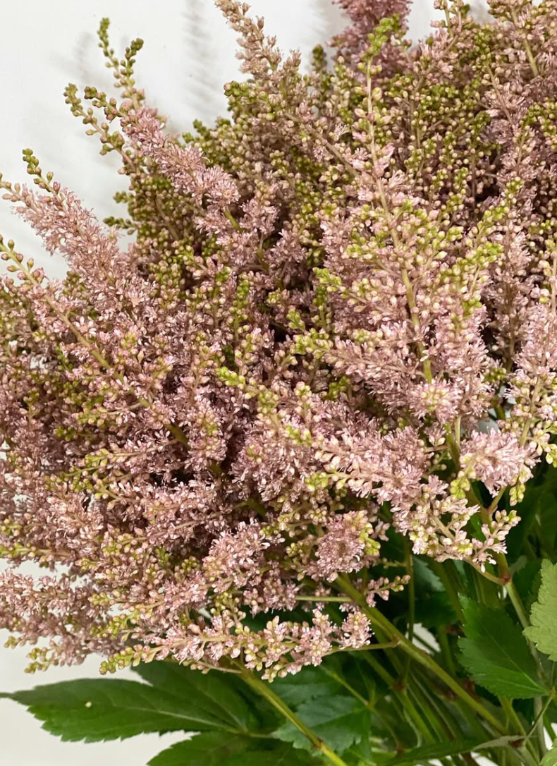 Astilbe 'Brown' 50 Seeds
