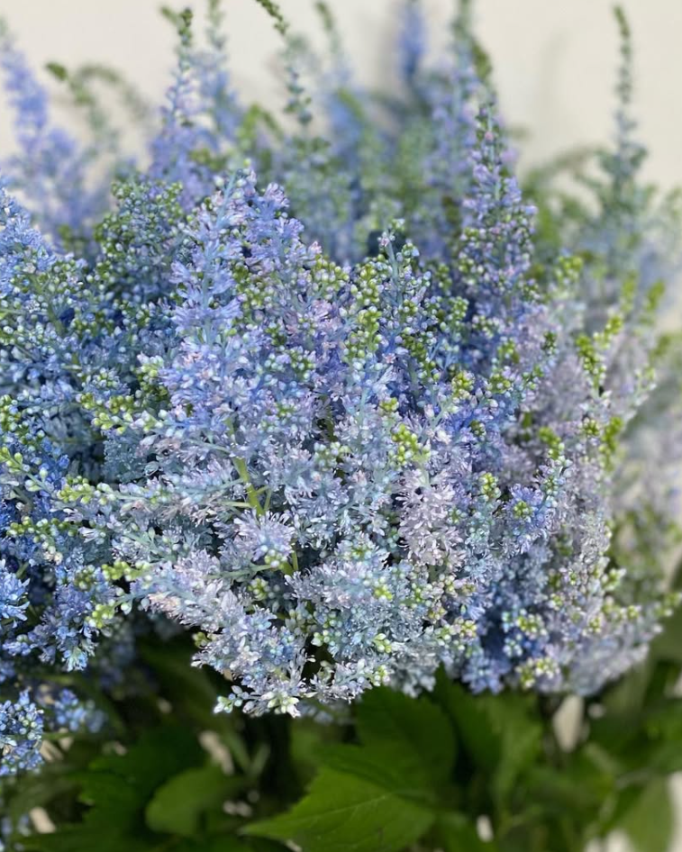 Astilbe 'Light Blue' 50 Seeds