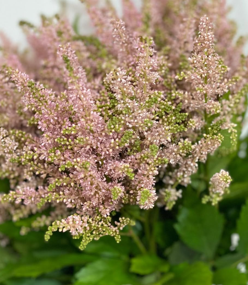 Astilbe 'Caramel' 50 Seeds