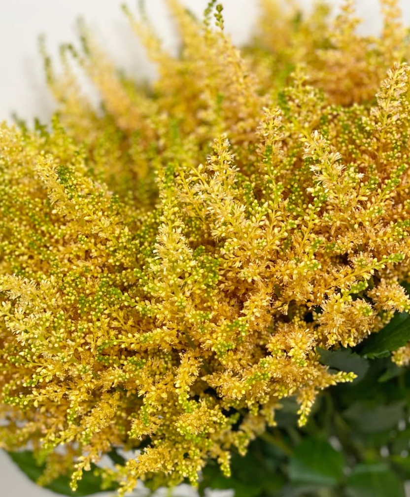 Astilbe 'Apricot' 50 Seeds