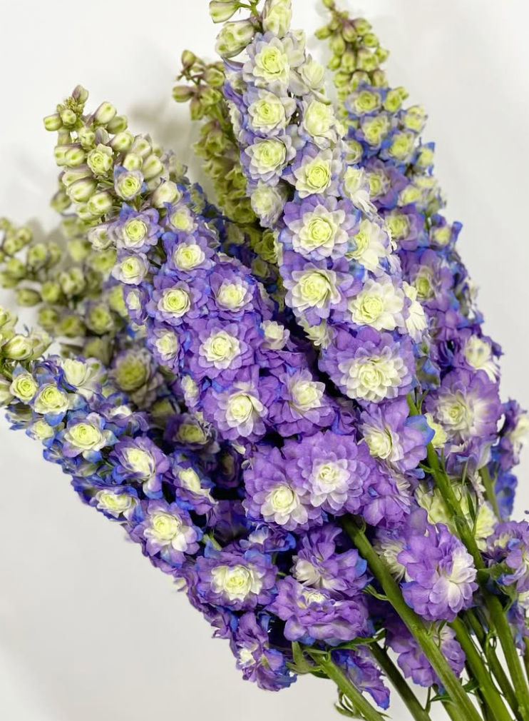 Delphinium 'Purple Surprise' 80 Seeds
