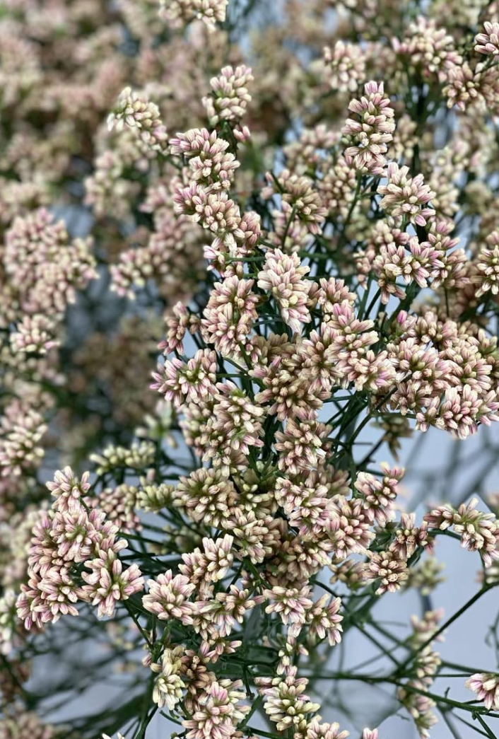 Limonium ’Camel’ 100 Seeds