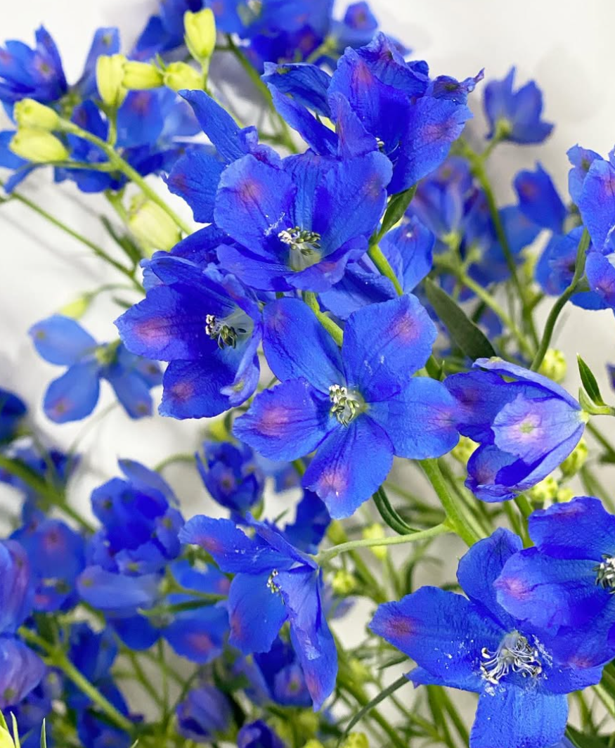 Delphinium 'Super Grand Blue Spray' 80 Seeds