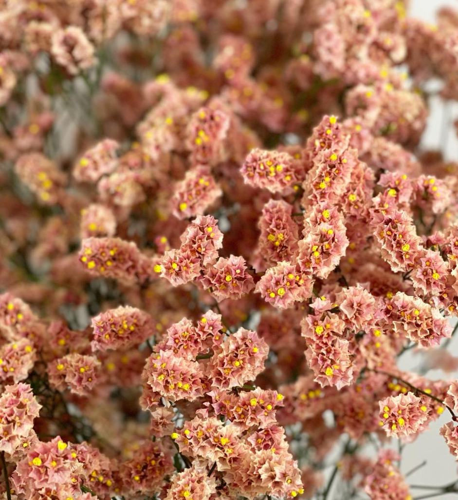 Limonium ’Kissho’ 100 Seeds