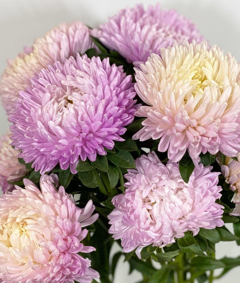 Callistephus chinensis ’Bob Shear Pink’ 30 Seeds