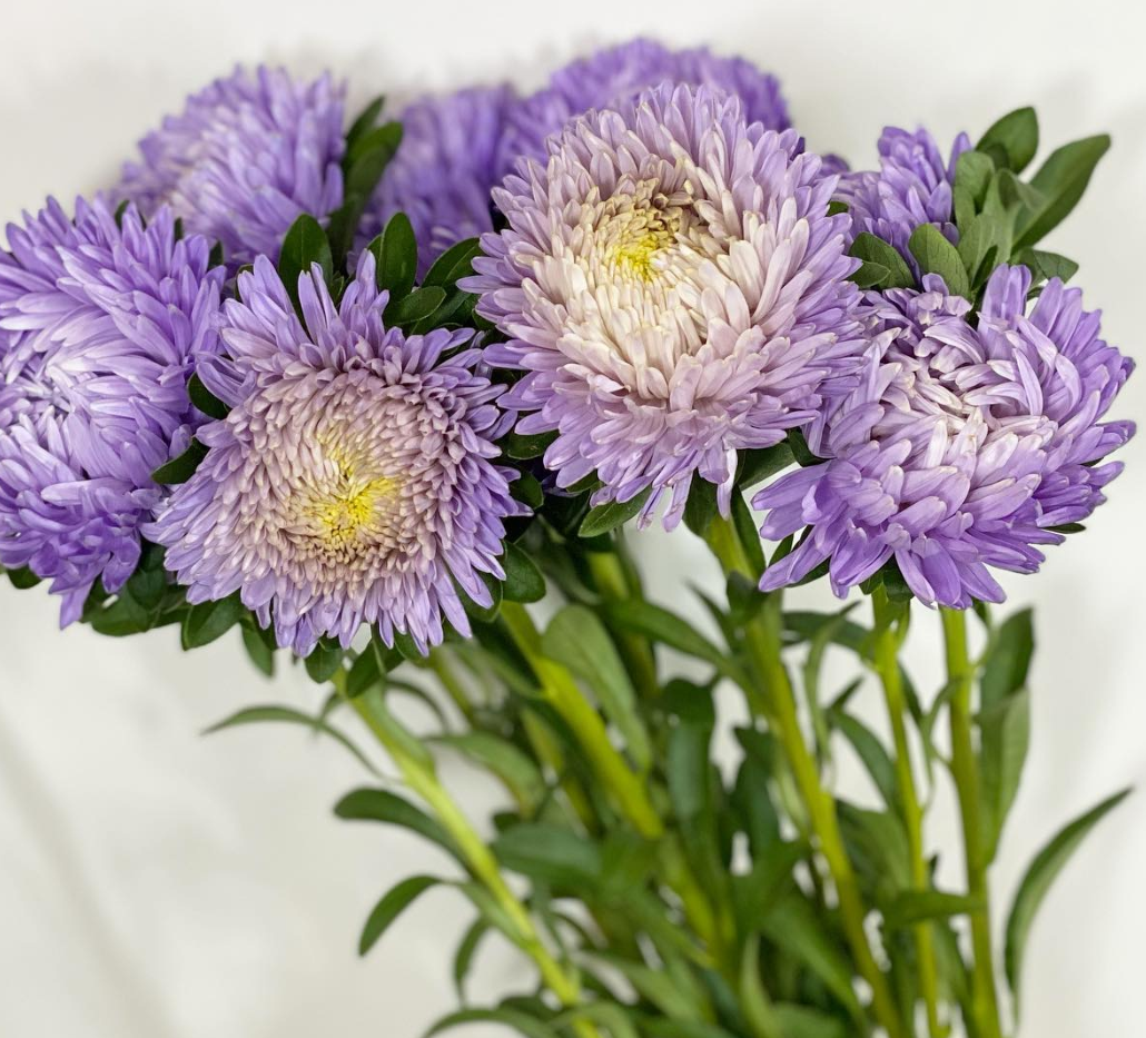 Callistephus chinensis ’Bob Lavaige’ 30 Seeds
