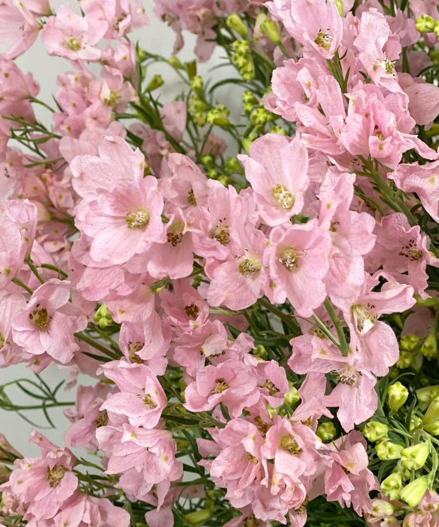 Delphinium 'Super Happy Pink' 80 Seeds
