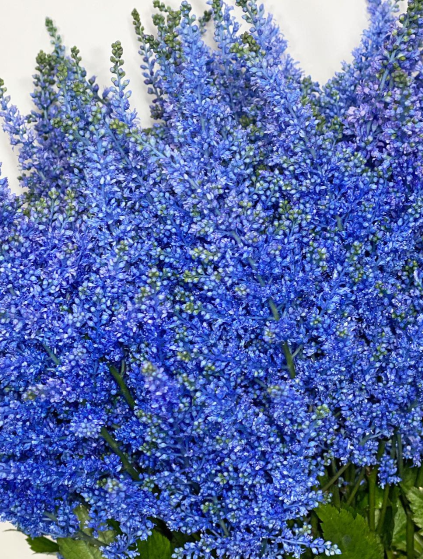 Astilbe 'Eye Blue' 50 Seeds