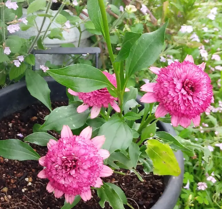 Echinacea 'Sweet Sixteen' 30 Seeds