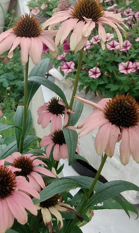 Echinacea 'Playful Medmama' 30 Seeds
