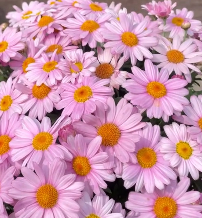 Marguerite Daisies Rosy 50 Seeds