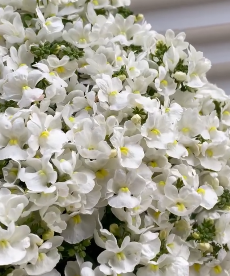 Nemesis Fairy Chouchou 50 Seeds