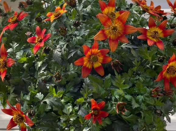 Bidens Camp fire Hot Orange 50 Seeds