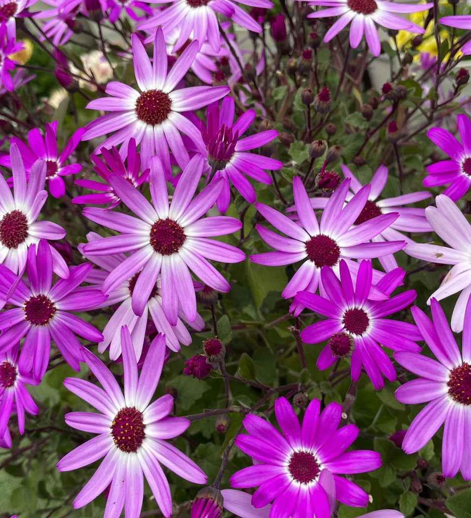 Senetti Lavender Bicolor 50 Seeds