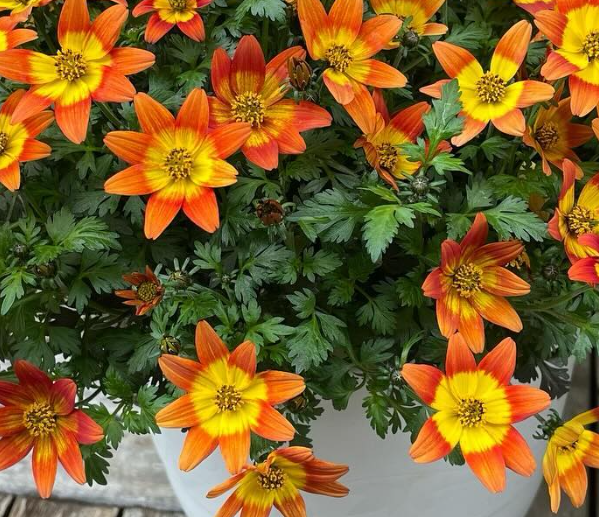 Bidens Campfire 50 Seeds