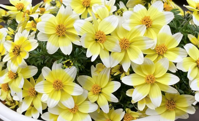 Bidens Campfire Lemon Syrup 50 Seeds