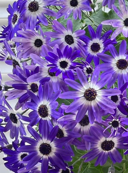 Senetti Blue Bicolor 50 Seeds