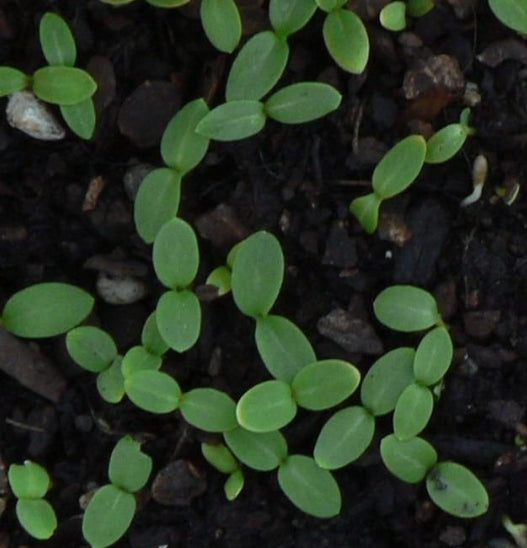 Phlox Lambada 50 Seeds