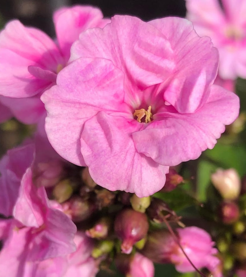 Phlox Zenobia 50 Seeds