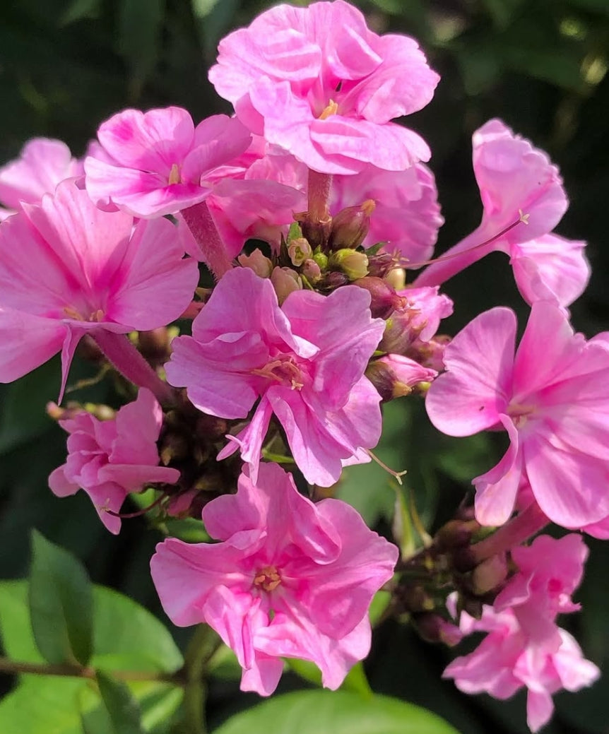 Phlox Zenobia 50 Seeds