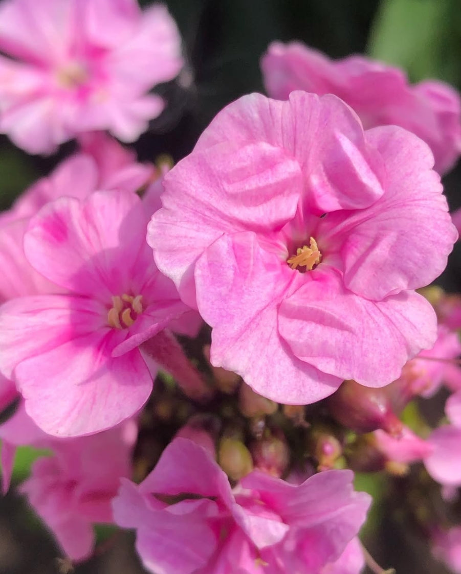 Phlox Zenobia 50 Seeds
