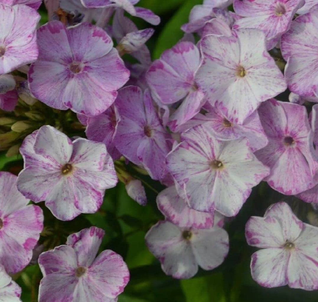 Phlox Rainbow Chichen 50 Seeds