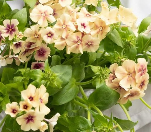Phlox Cherry caramel 50 Seeds
