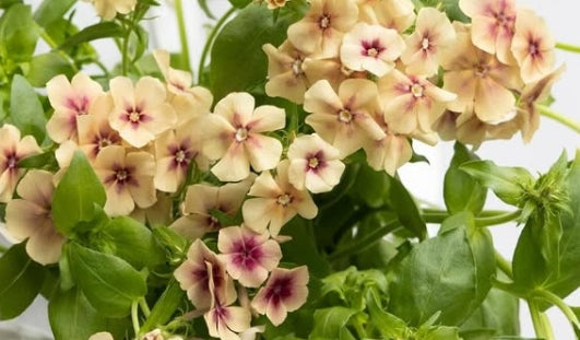 Phlox Cherry caramel 50 Seeds