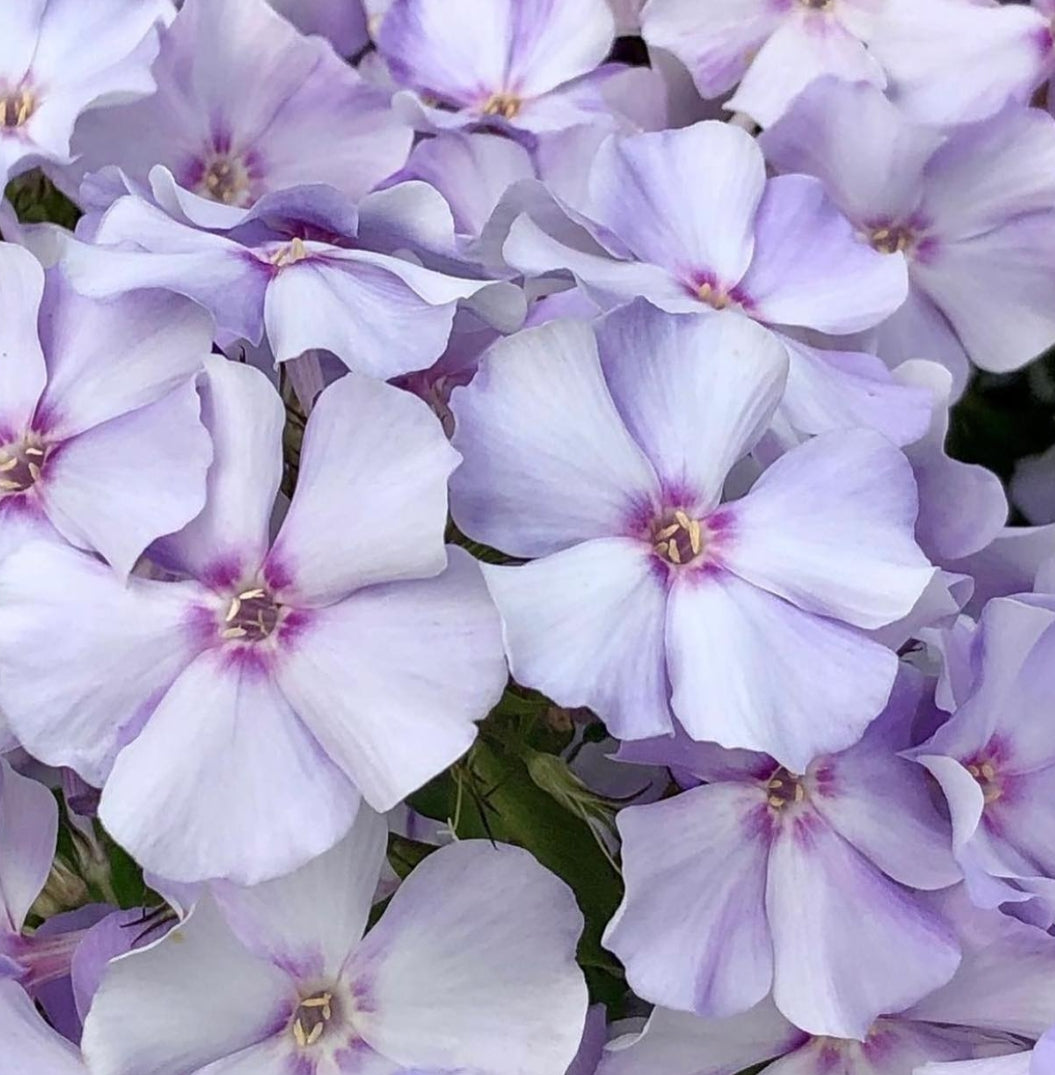 Phlox Cloudy 50 Seeds