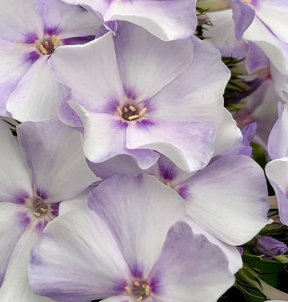 Phlox Cloudy 50 Seeds