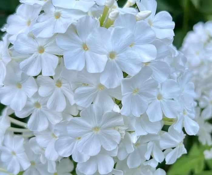 Phlox Fujiyama 50 Seeds